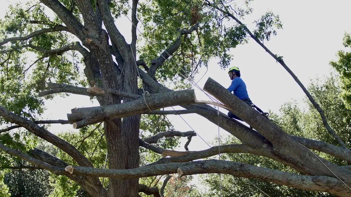 Professional Hazardous Tree Removal performed by certified arborists in Halma