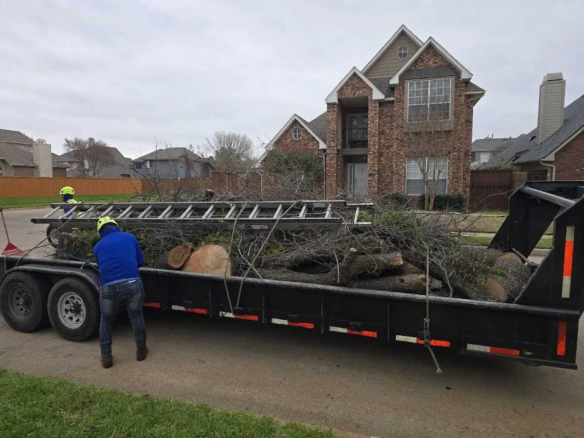 Expert Tree Removal with proper safety equipment in Halma